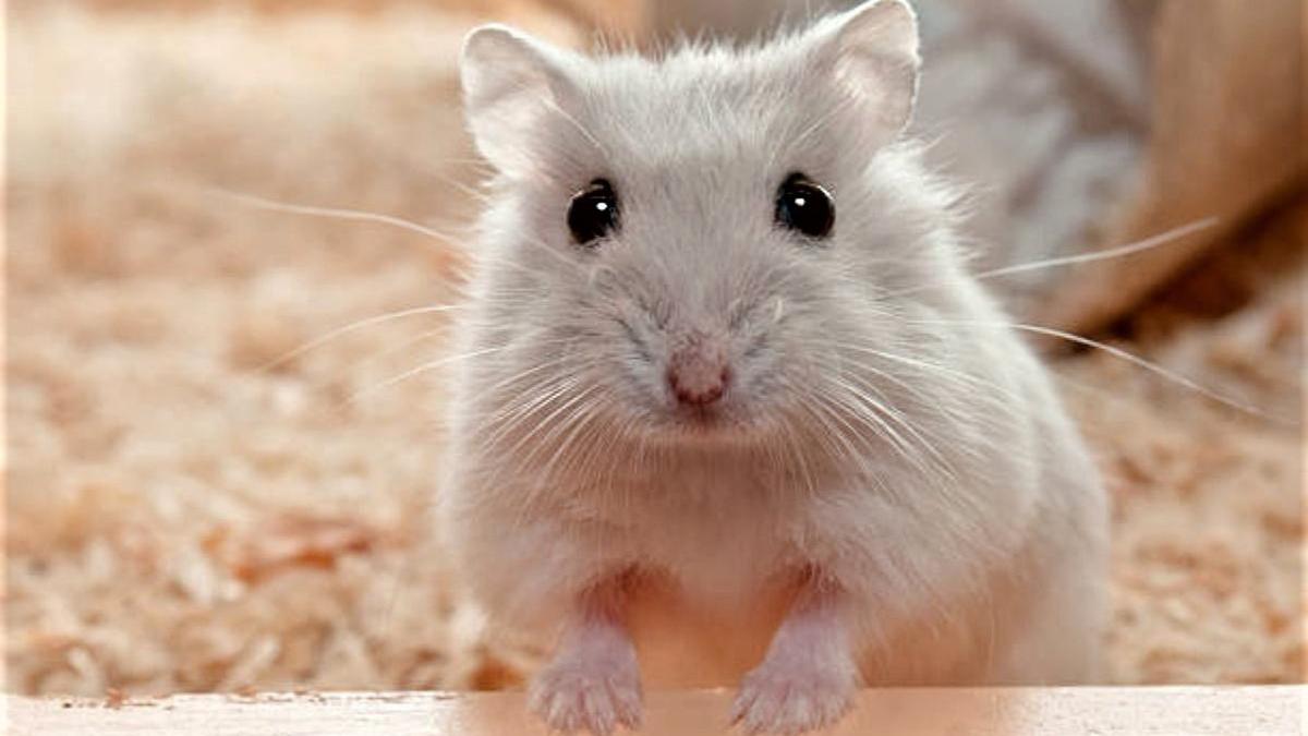 hamster