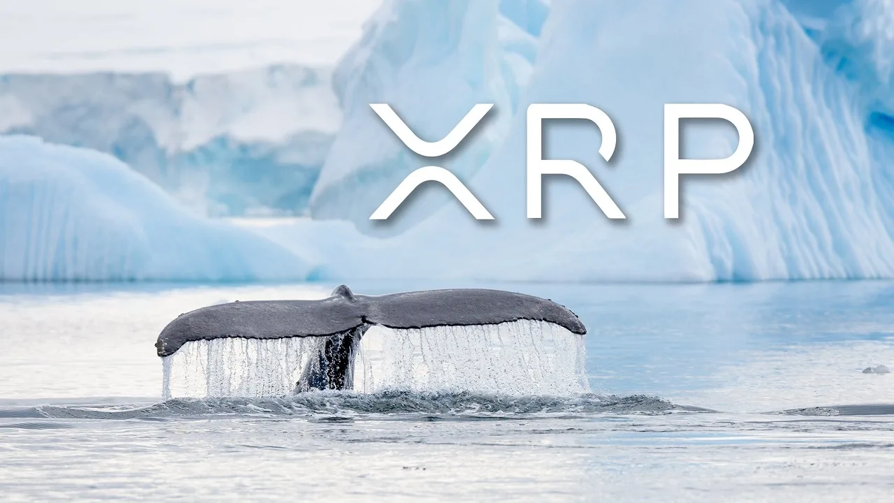 XRP whale