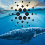 cardano whale